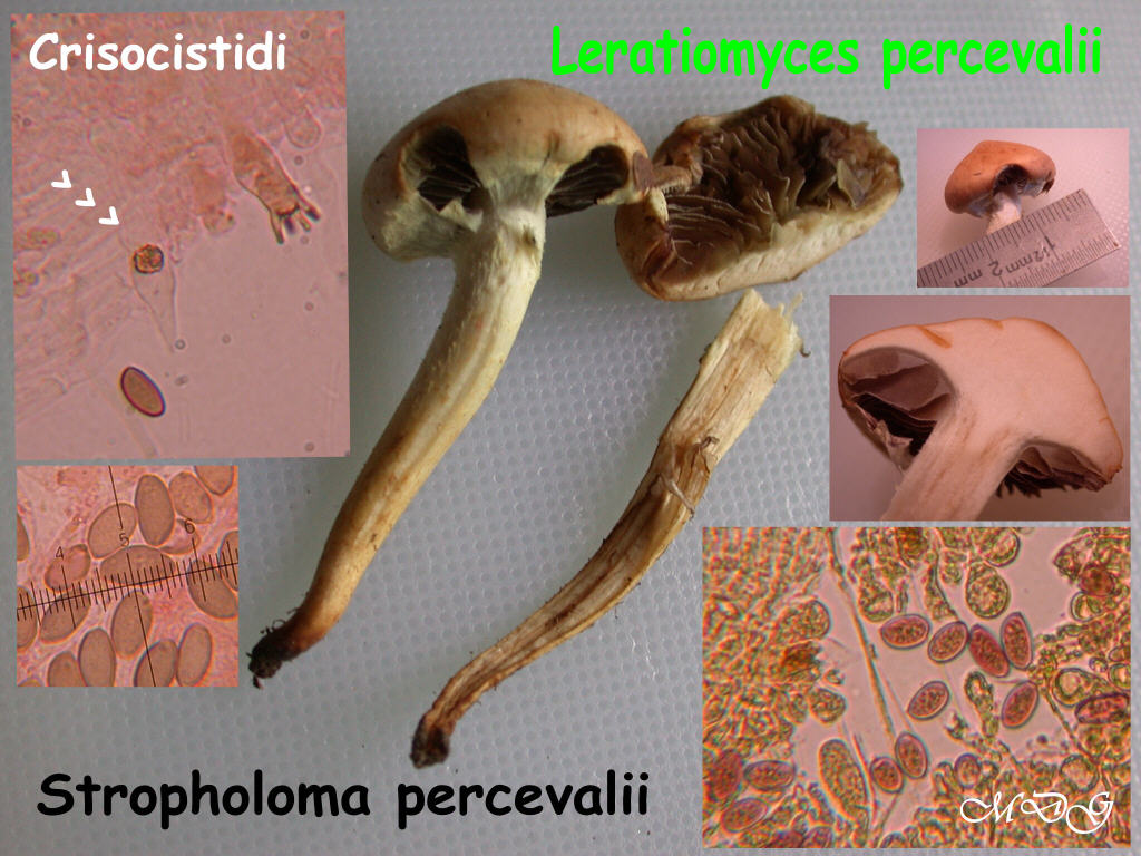 Nuovo QUIZ ... fungo misterioso !!!